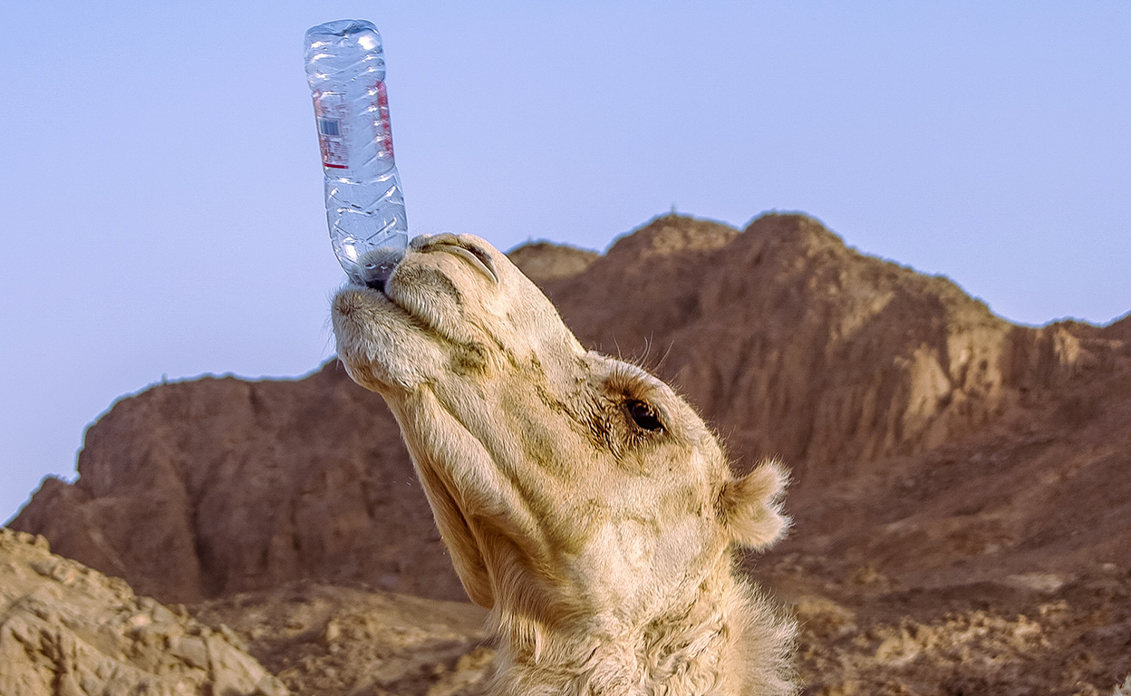 The camel syndrome do we drink bottled water beyond our means