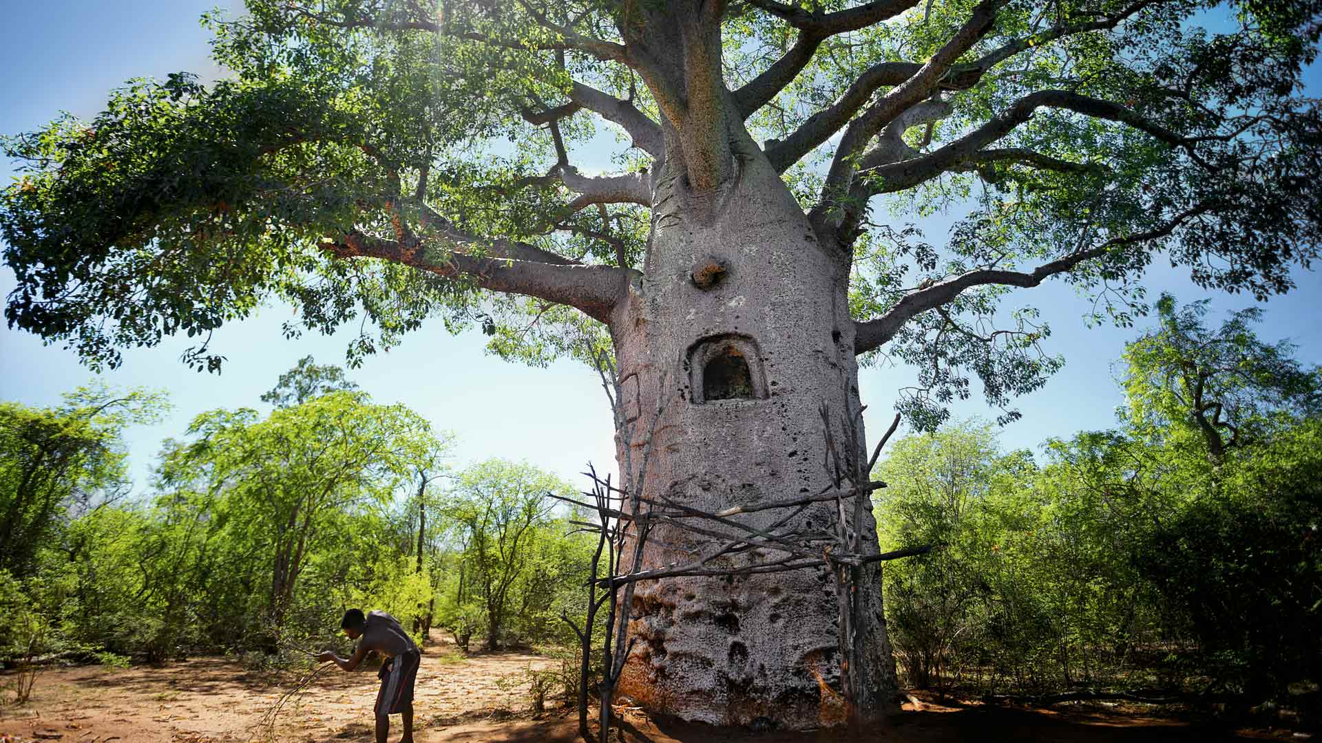 El árbol de la vida de Madagascar, en peligro